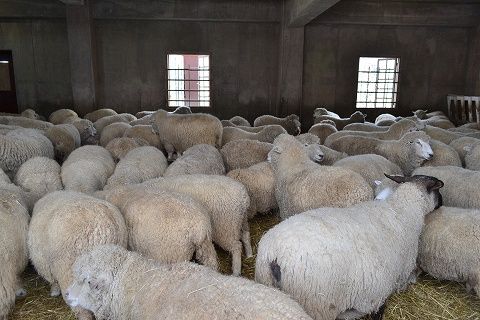 CSC_8575