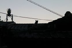 IMG_6780