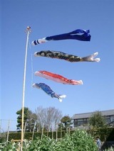 鯉のぼり