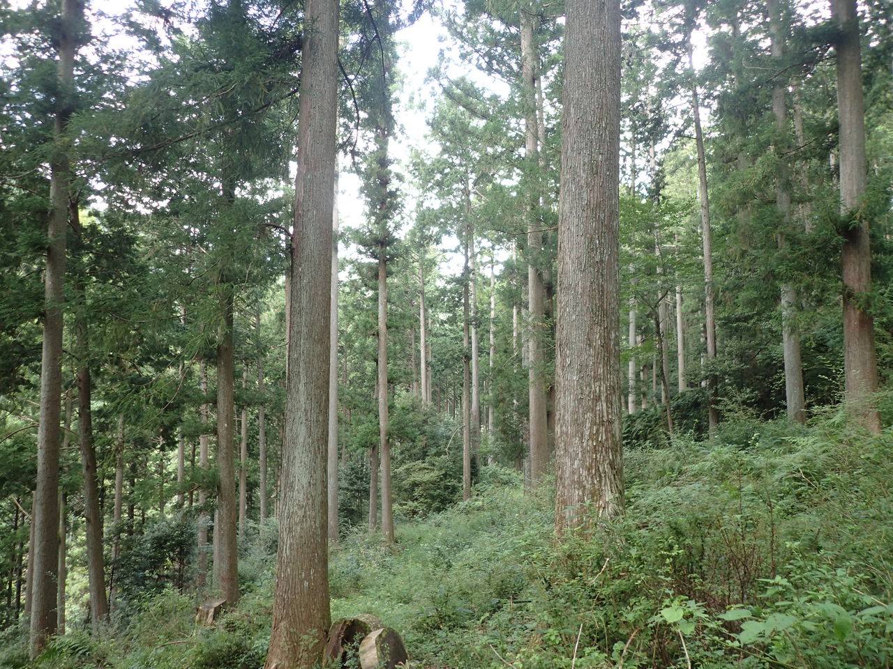 PA020053