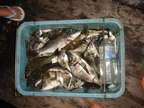 釣果１