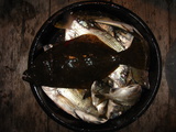 釣果２