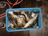 釣果３