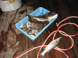 釣果４