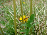 蜂